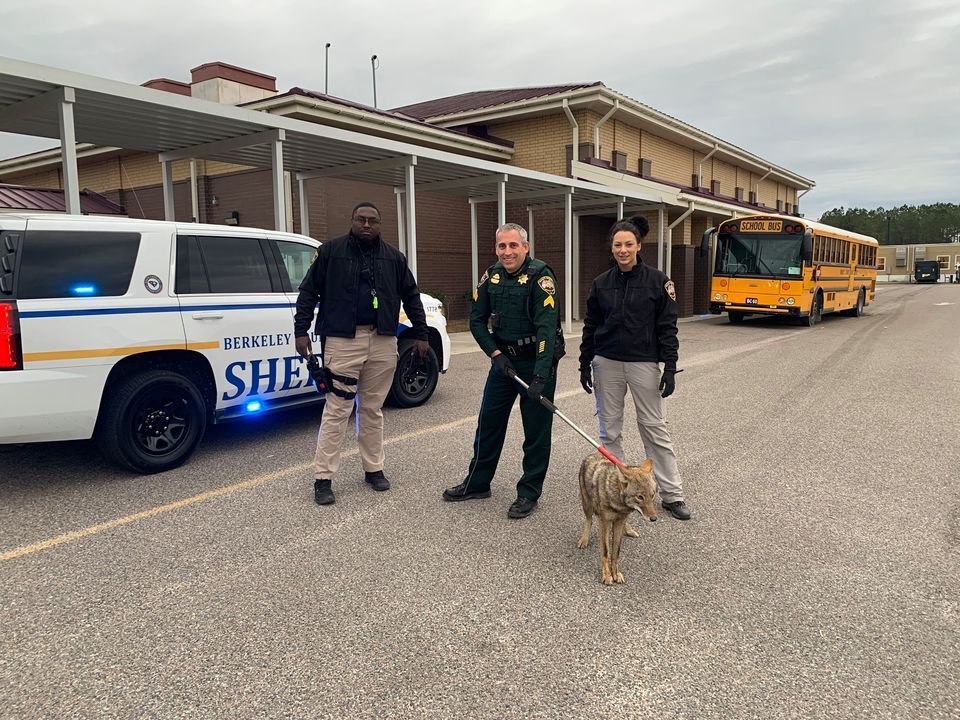 Coyote captured